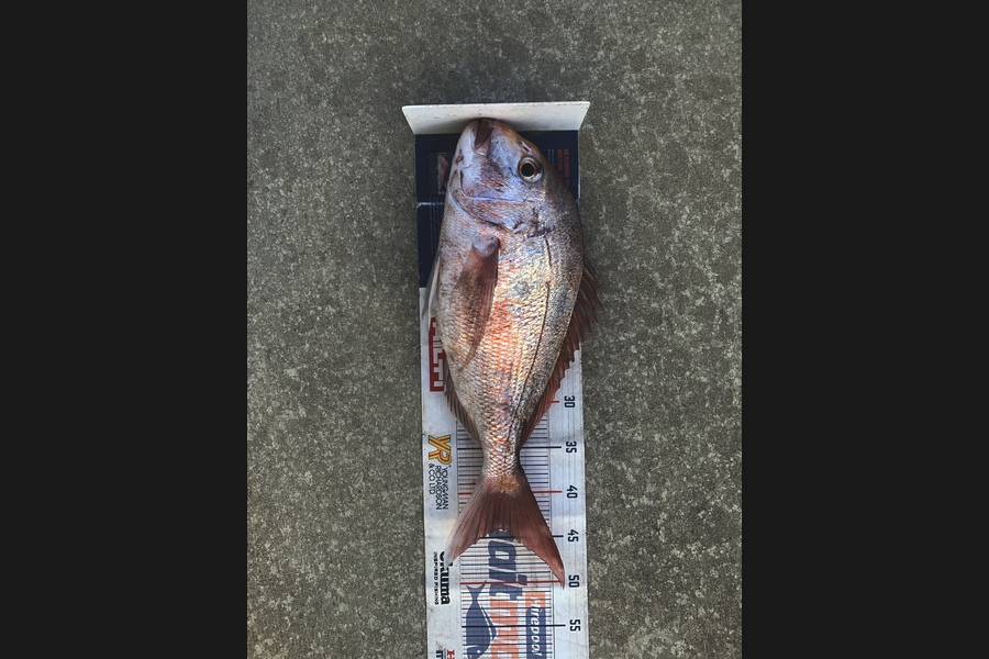 Mark Piskulic caught this 44.0cm Snapper at Northland during The Export NZ Fishing Competition